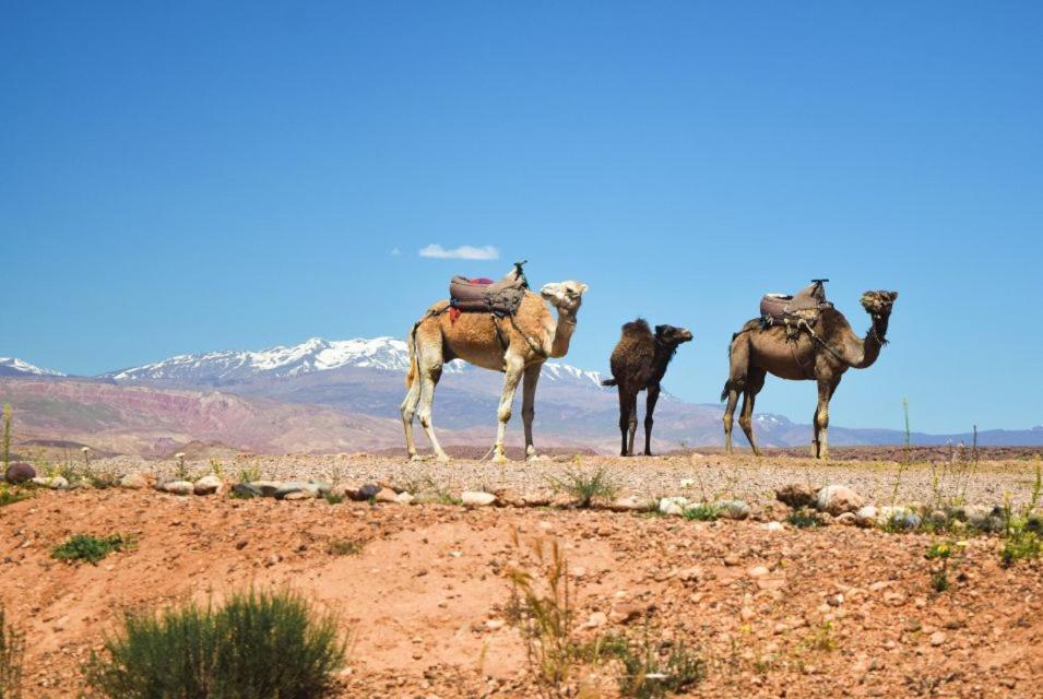 Amazigh Family Riad Imlil  Ngoại thất bức ảnh